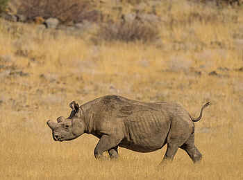 Hoanib Elephant Camp: Spitzmaulnashorn