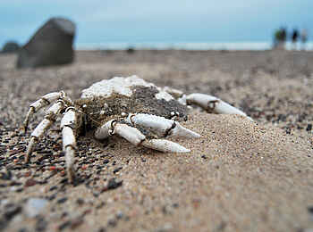 Hoanib Skeleton Coast Camp: Krabbe im Sand Hoanib Skeleton Coast Camp: Krabbe im Sand