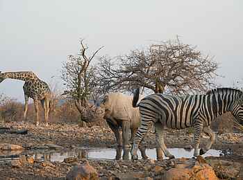 Horizon by Ongava: Giraffe, Nashorn und Zebra an Wasserstelle