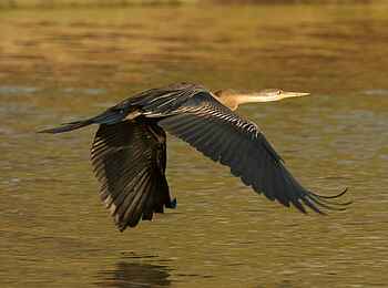 KaingU Safari Lodge: Schlangenhalsvogel