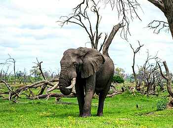 Khwai Expeditions Camp: Elefant Khwai Expeditions Camp: Elefant