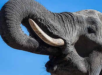 Kings Pool Camp: Elefant