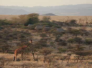 Lewa Safari Camp: Giraffe vor dem Camp