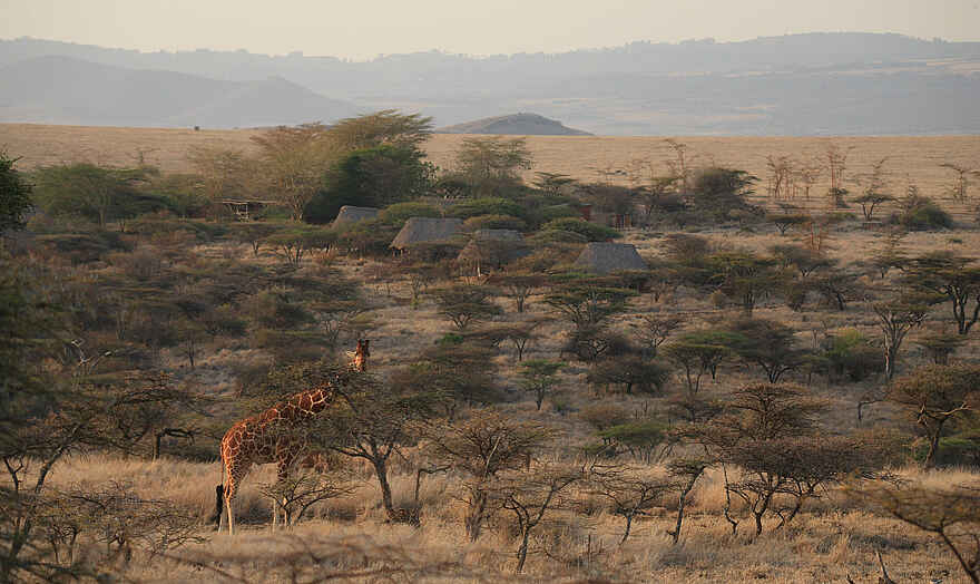Lewa Safari Camp: Giraffe vor dem Camp Lewa Safari Camp: Giraffe vor dem Camp