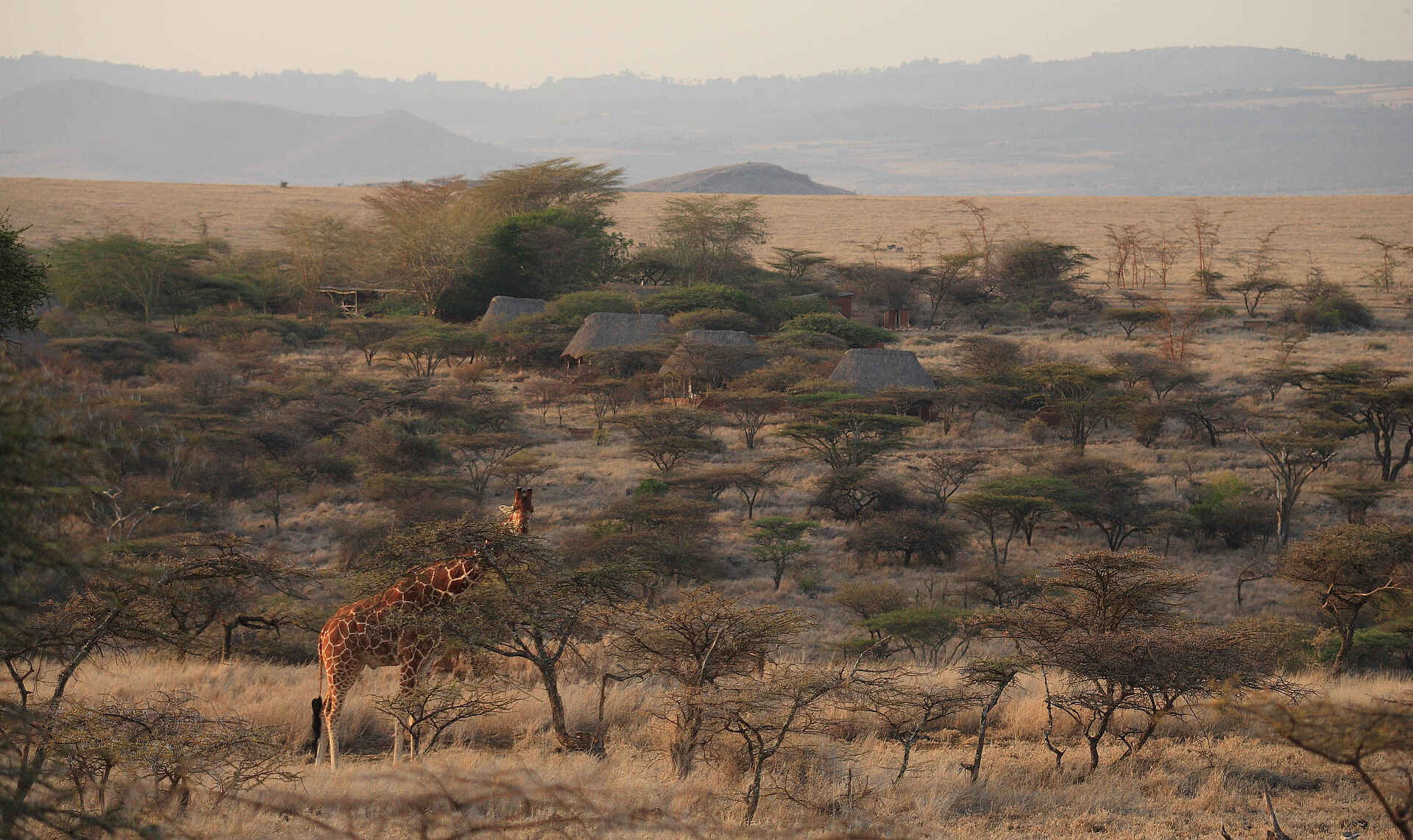 Lewa Safari Camp: Giraffe vor dem Camp