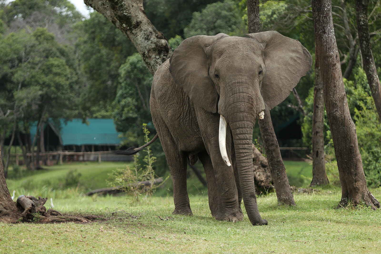 Little Governors' Camp: Elefant aus der Nähe Little Governors' Camp: Elefant aus der Nähe
