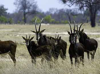 Little Makalolo Camp: Gruppe von Rappenantilopen Little Makalolo Camp: Gruppe von Rappenantilopen