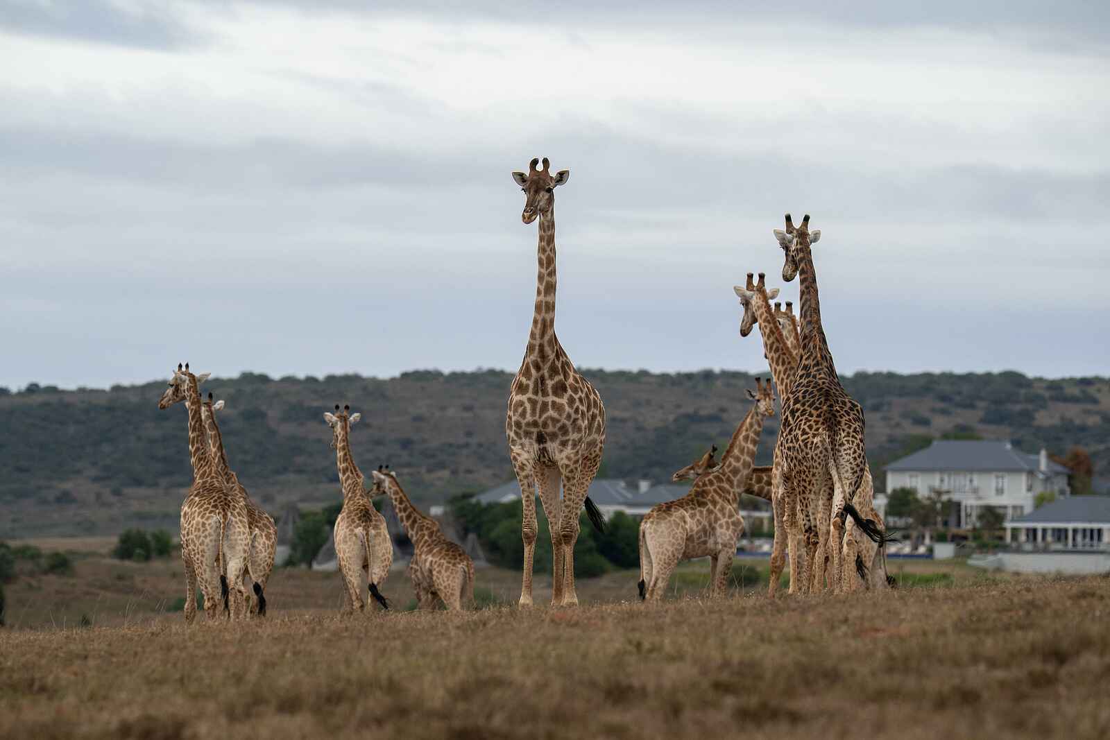 Long Lee Manor Lodge: Giraffen Long Lee Manor Lodge: Giraffen