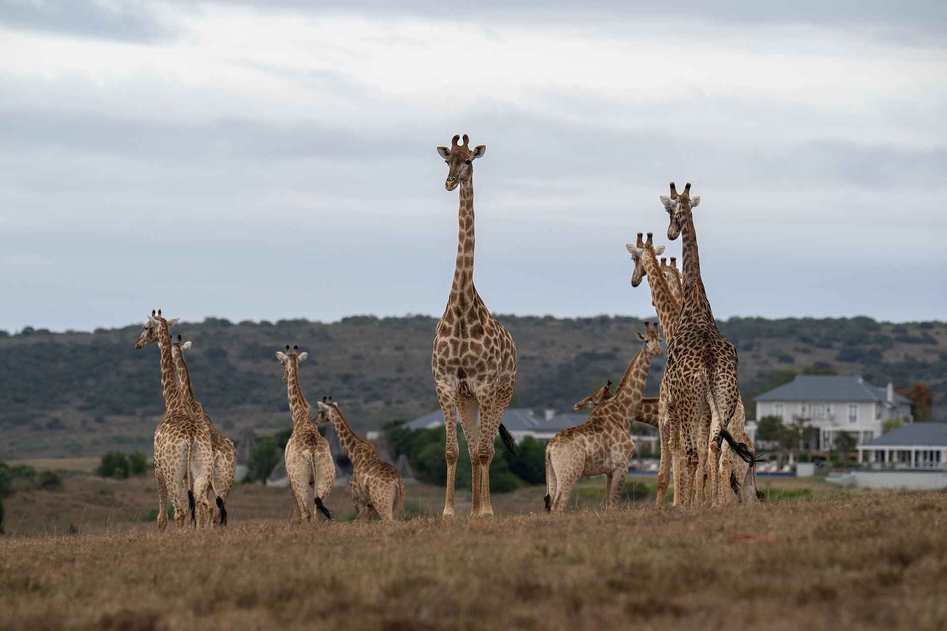 Long Lee Manor Lodge: Giraffen