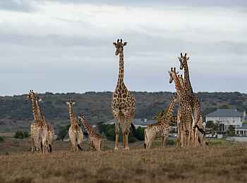 Long Lee Manor Lodge: Giraffen Long Lee Manor Lodge: Giraffen