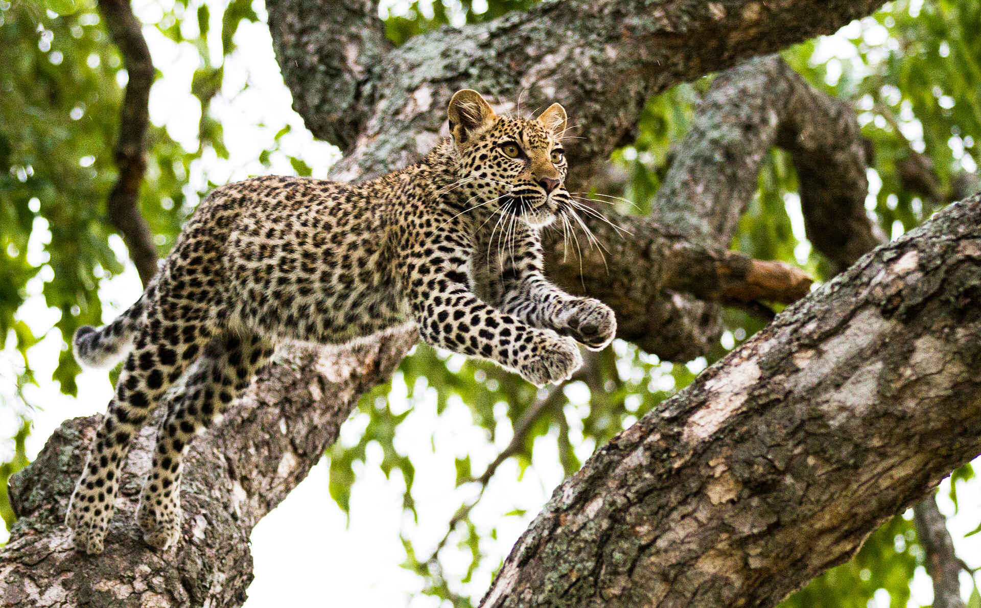Mombo Camp: Leopard im Sprung