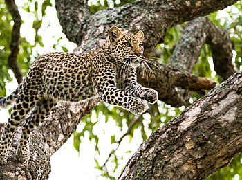 Mombo Camp: Leopard im Sprung