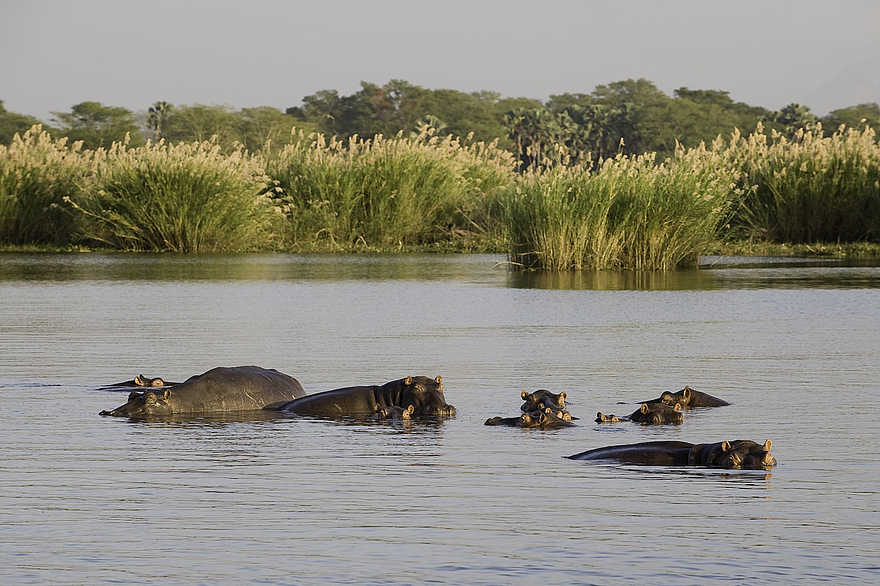 Mvuu Camp: Flusspferde im Shire River Mvuu Camp: Flusspferde im Shire River