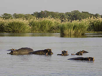 Mvuu Camp: Flusspferde im Shire River