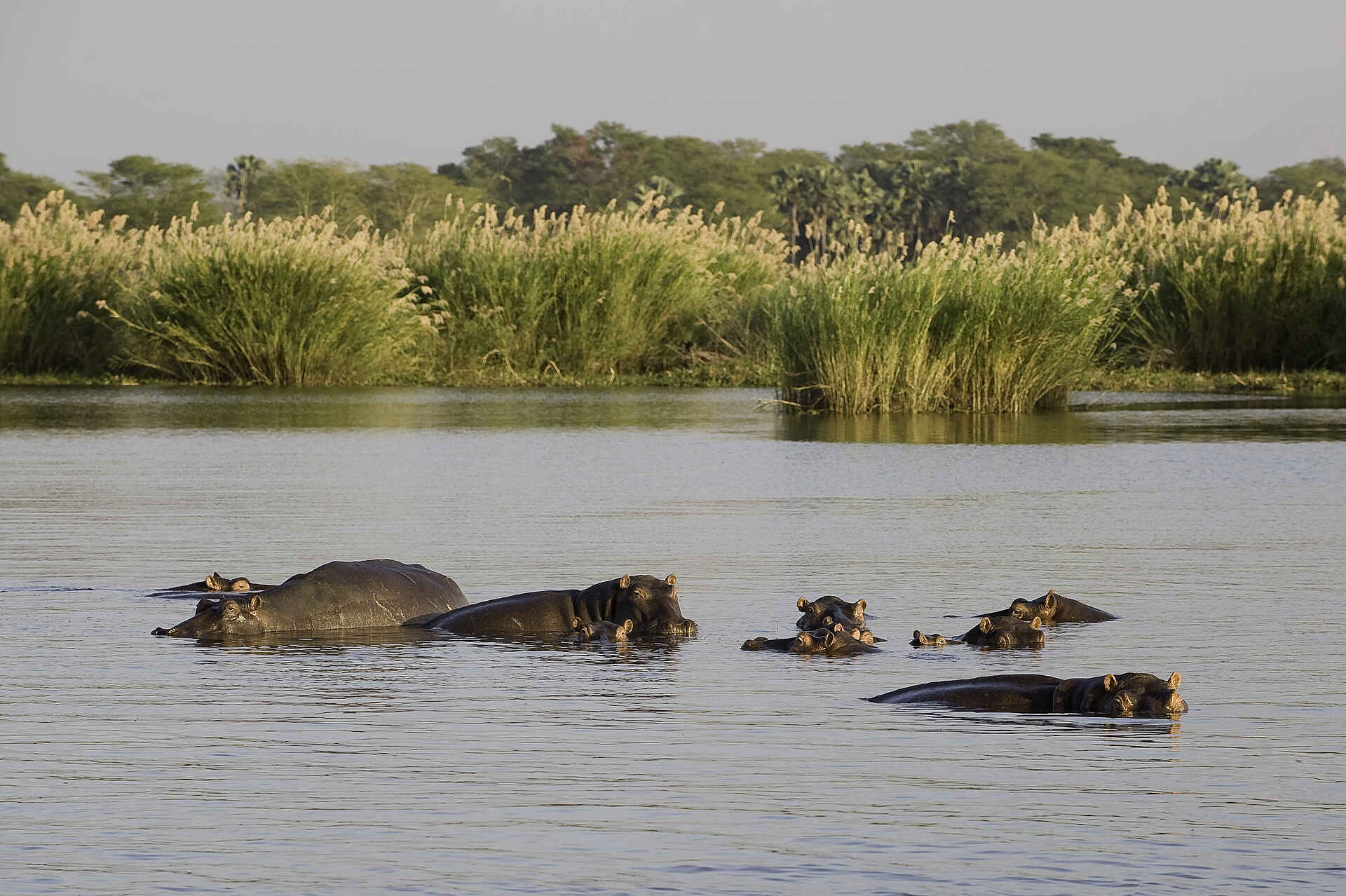 Mvuu Camp: Flusspferde im Shire River