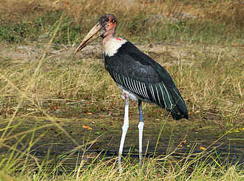 Nehimba Lodge: Marabu Storch Nehimba Lodge: Marabu Storch