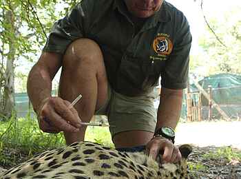 Phinda Homestead: Tierarzt versorgt Gepard Phinda Homestead: Tierarzt versorgt Gepard