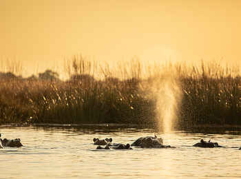 Selinda Suite: Hippos