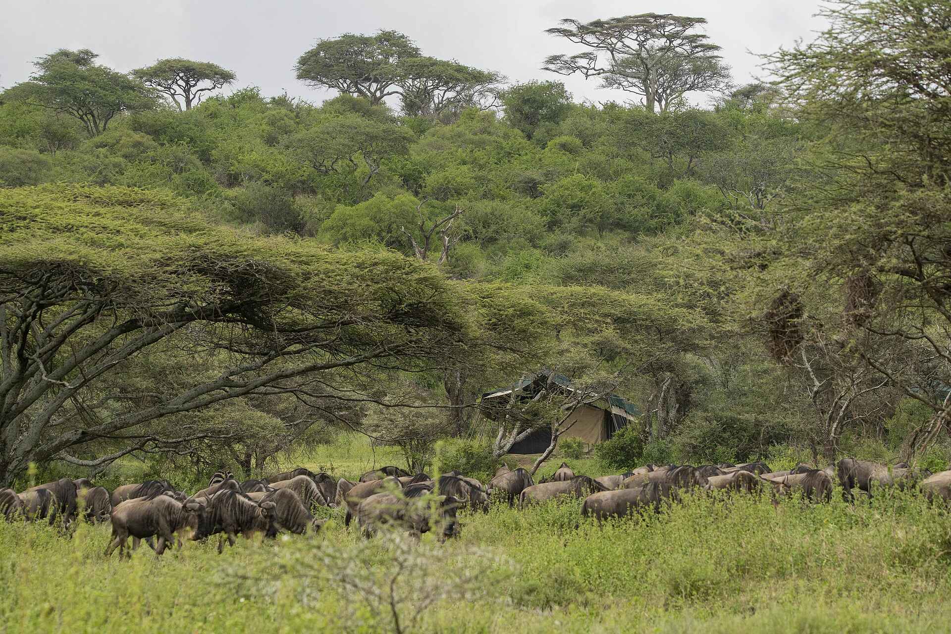 Serengeti Woodlands Camp: Pirschfahrt
