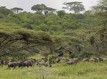 Serengeti Woodlands Camp: Pirschfahrt