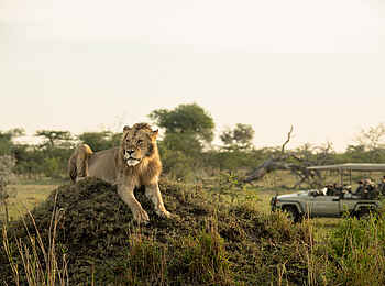 Singita Milele: Begegnung mit einem Löwen