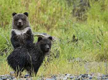 Tweedsmuir Park Lodge: Aufmerksame Grizzlys