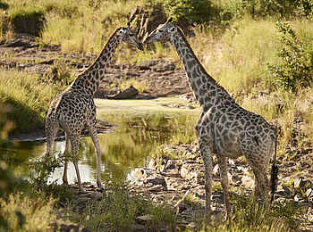 Victoria Falls River Lodge - Island Treehouse Suites: Giraffen Victoria Falls River Lodge - Island Treehouse Suites: Giraffen