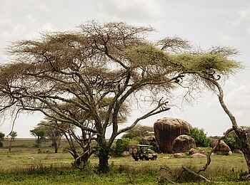 Kusini Serengeti Camp: Pirschfahrt 