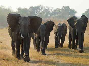 Lion Camp: Laufende Elefanten
