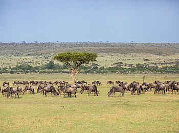 Mara Nyika Camp: Grasende Gnuherde
