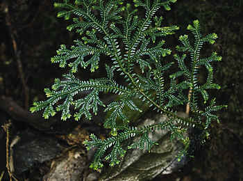 One and Only Nyungwe House: Wasserfall-Trekking One and Only Nyungwe House: Wasserfall-Trekking