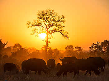 Sabi Sabi Selati Camp: Viele Büffel Sabi Sabi Selati Camp: Viele Büffel
