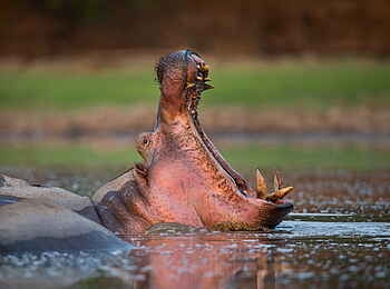 Time + Tide Chinzombo: Gähnendes Nilpferd