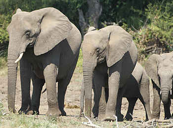 Tuli Safari Lodge Mashatu: Tuli-Elefanten