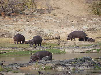 Ubuyu Lodge: Flusspferde