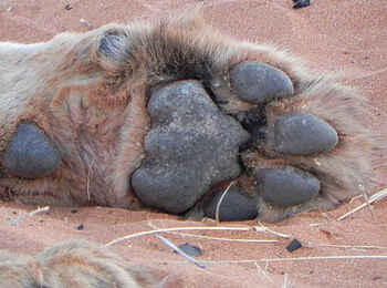 !Xaus Lodge: Löwenpranke !Xaus Lodge: Löwenpranke