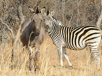 Amalinda Lodge: Zebras