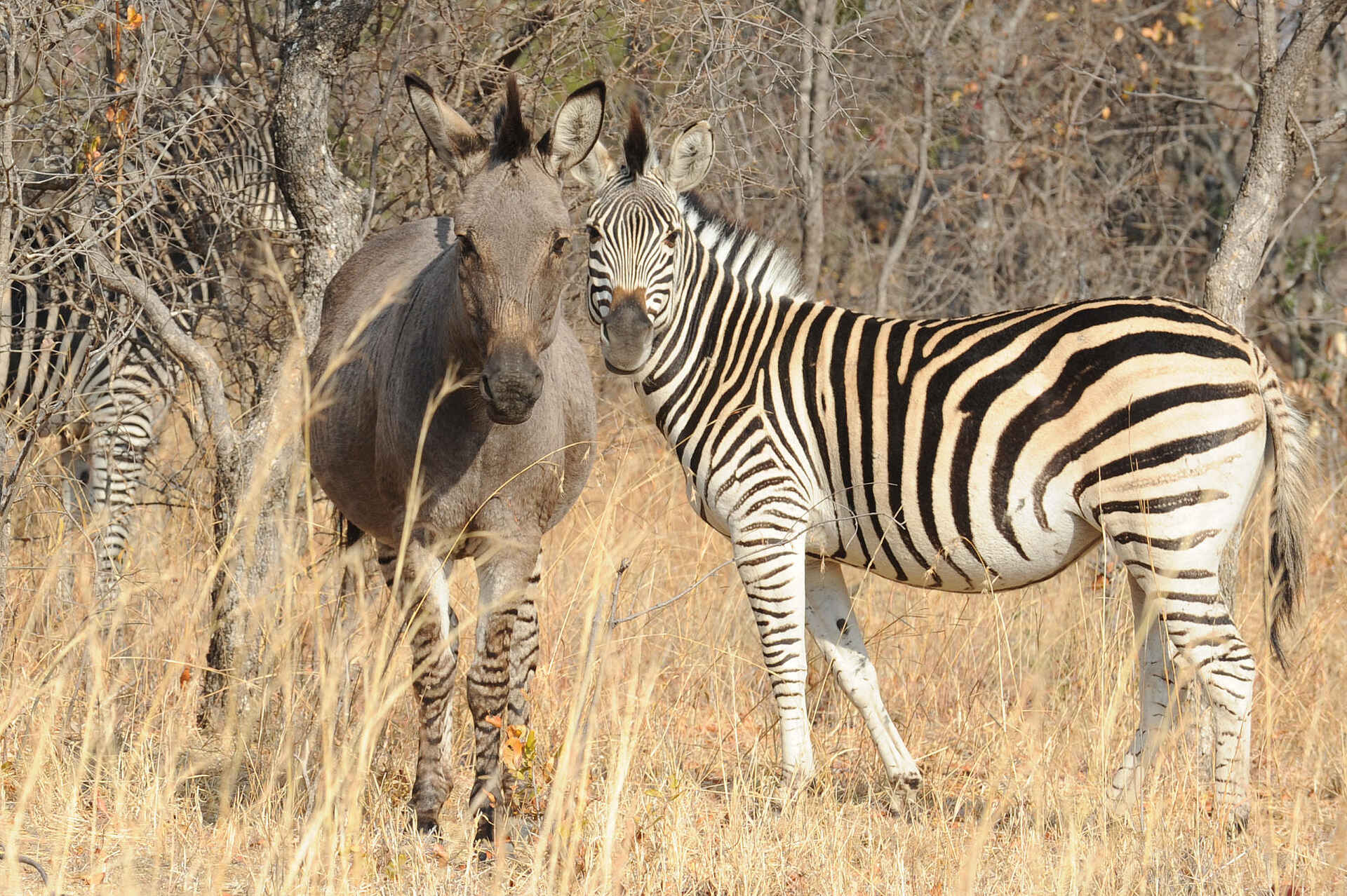 Amalinda Lodge: Zebras