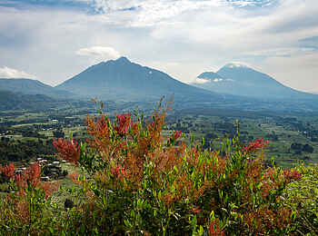 Bisate Lodge: Ausblick auf die Vulkane Bisate Lodge: Ausblick auf die Vulkane