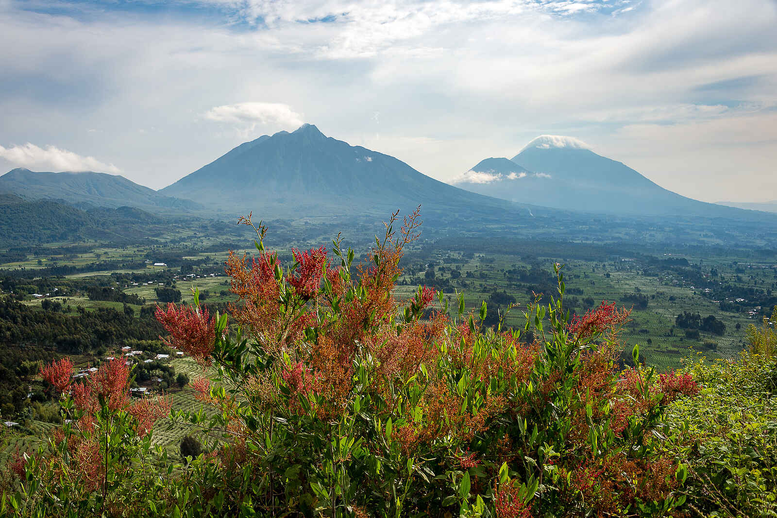 Bisate Lodge: Ausblick auf die Vulkane Bisate Lodge: Ausblick auf die Vulkane