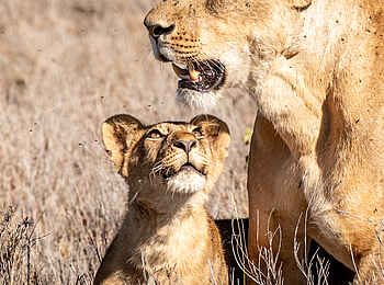Borana Lodge: Eine Löwin mit Jungtier Borana Lodge: Eine Löwin mit Jungtier