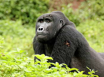 Buhoma Lodge: Junger Silberrücken