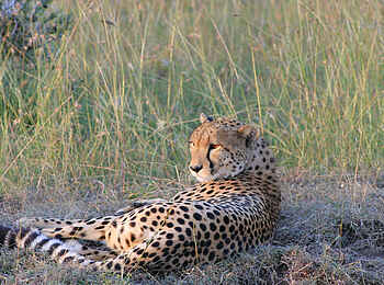 Encounter Mara Camp: Ruhender Gepard Encounter Mara Camp: Ruhender Gepard
