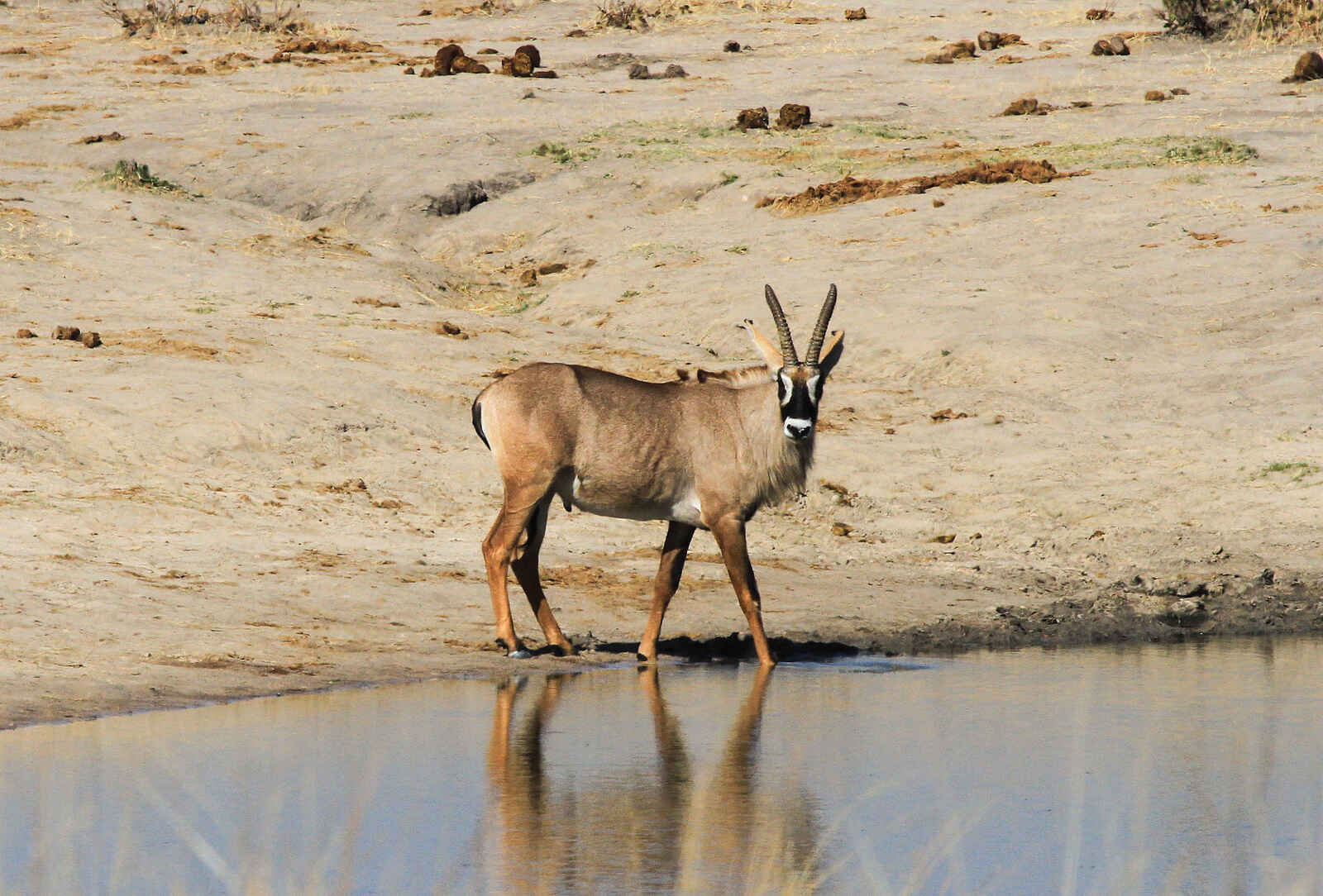 Jozibanini Camp: Antilope am Wasserloch Jozibanini Camp: Antilope am Wasserloch