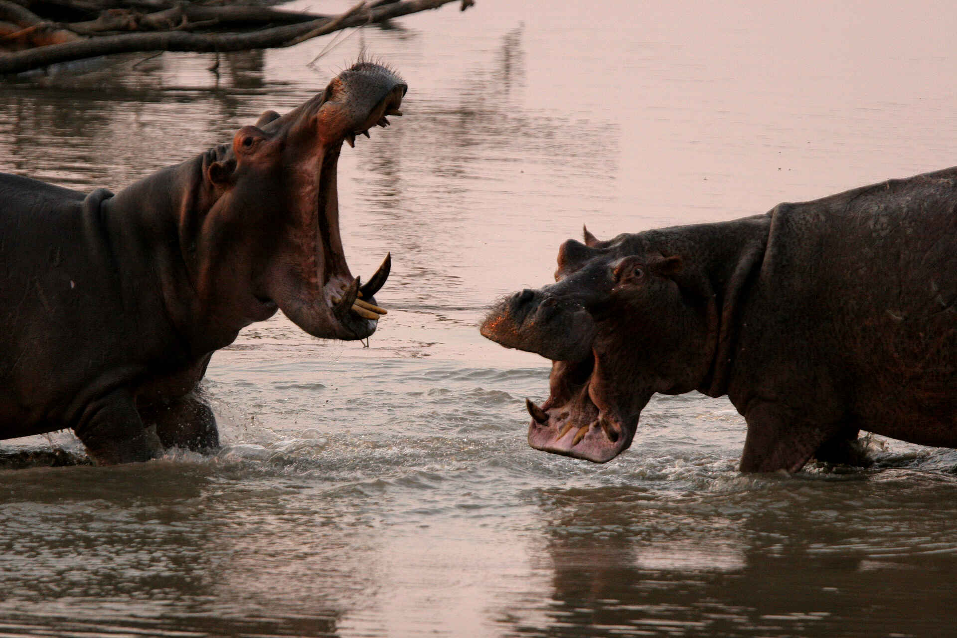 Kaingo Hippo Hide: Erste Drohgebärden Kaingo Hippo Hide: Erste Drohgebärden