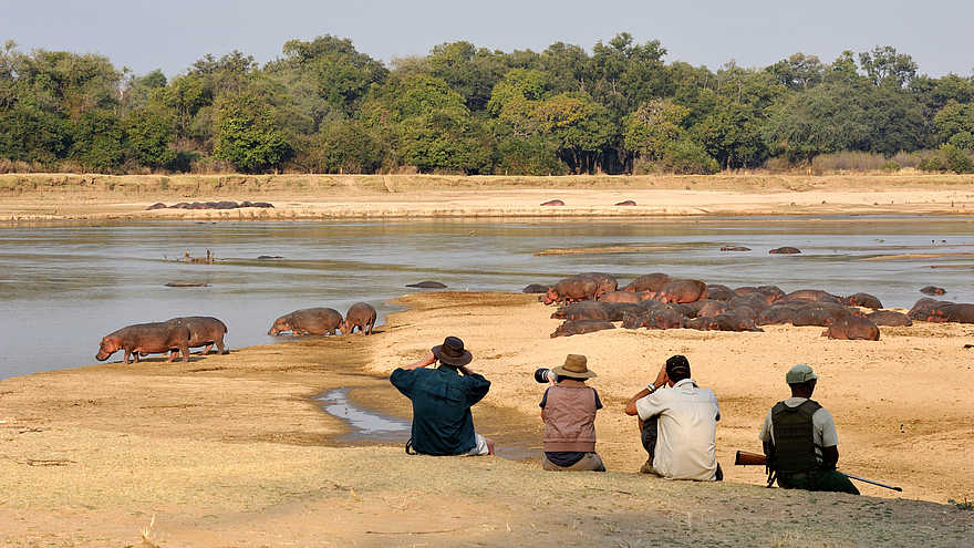 Kaingo Walking Safari: Nilpferdgruppe Kaingo Walking Safari: Nilpferdgruppe