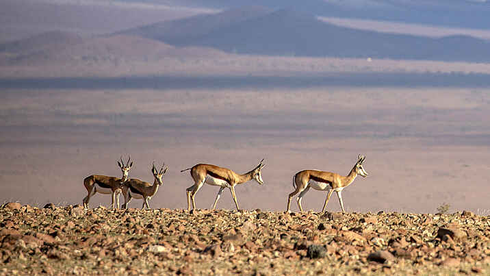 Kwessi Dunes Lodge: Springböcke