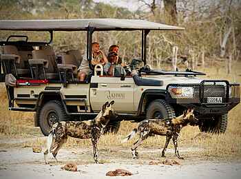 Little Sable Camp: Pirschfahrt mit Wildhunden Little Sable Camp: Pirschfahrt mit Wildhunden