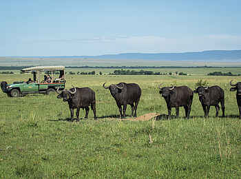 Mara Expedition Camp: Pirschfahrt mit Büffeln