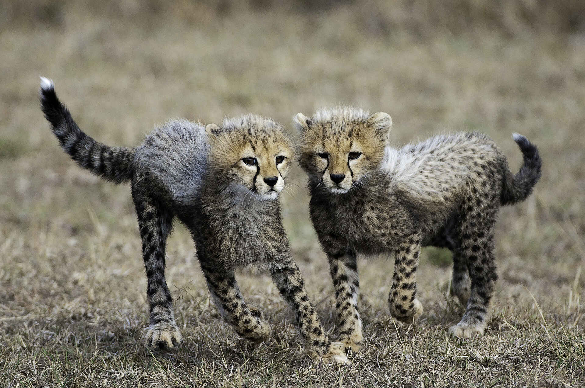 Mara Toto Tree Camp: Zwei junge Geparden